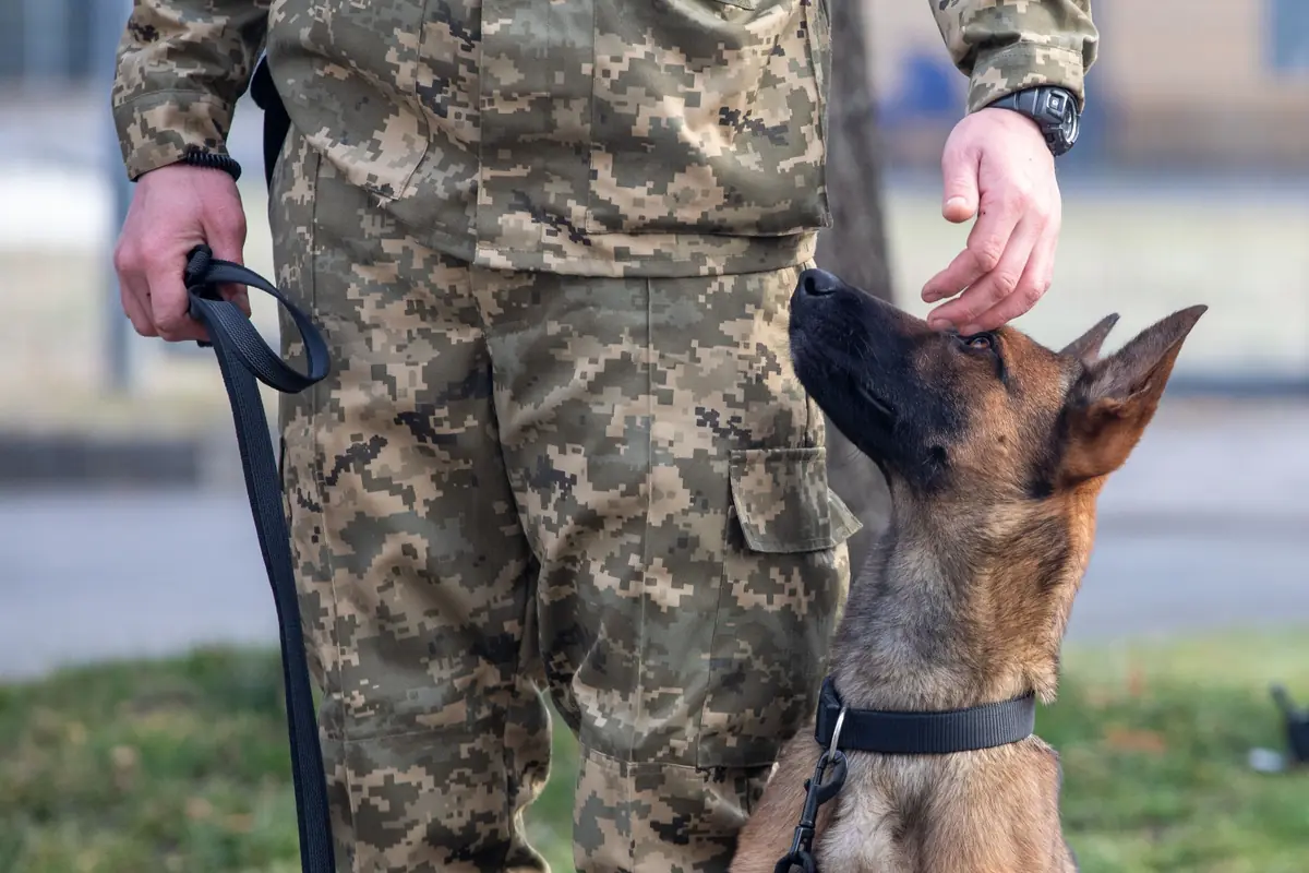 Military K9 handler training